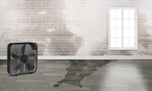 Best Basement water damage restoration  in Middletown, VA